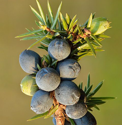 Juniperus communis fruits