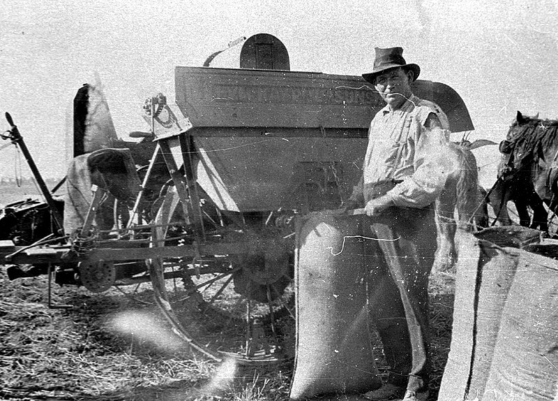 Harvest time, filling the bags. 1924 McKay header - Mickibri, NSW